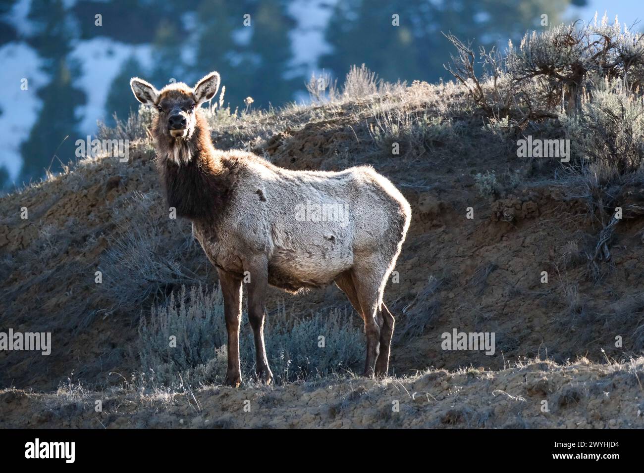 Elk in the field Stock Photo