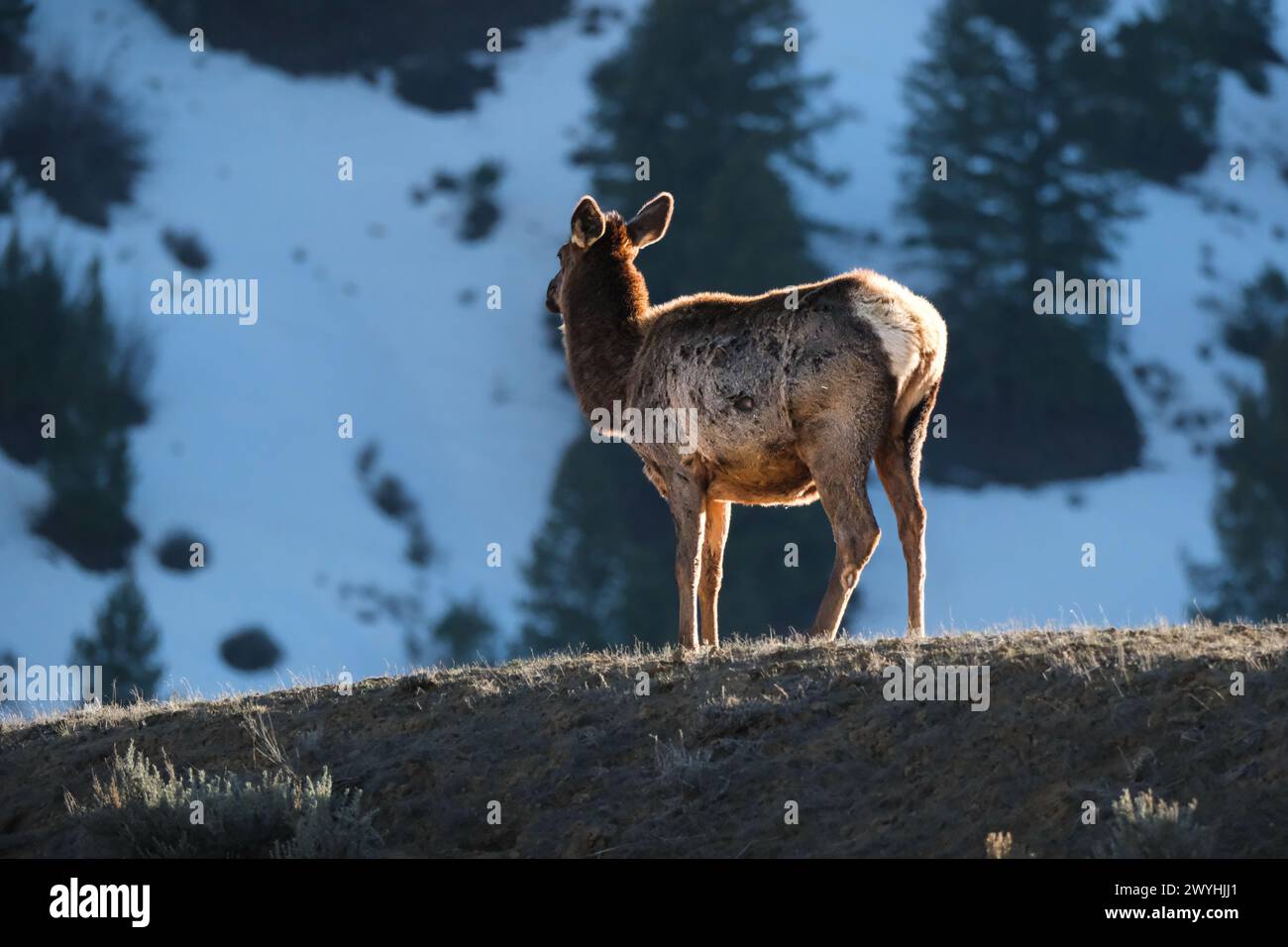 Elk in the field Stock Photo