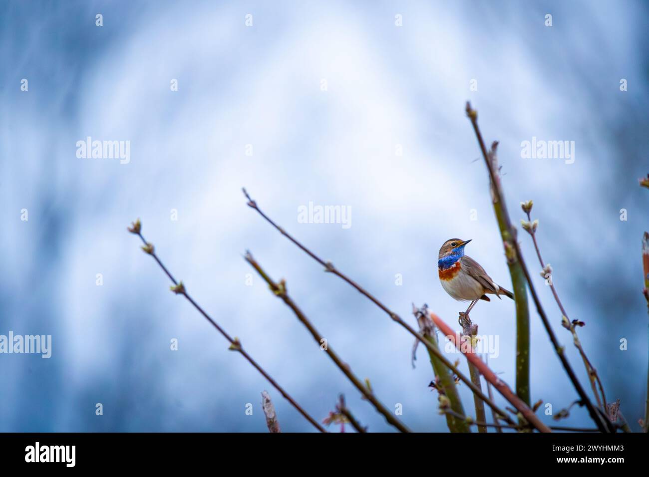 Bluethroat (Luscinia svecica) perched on a branch Stock Photo