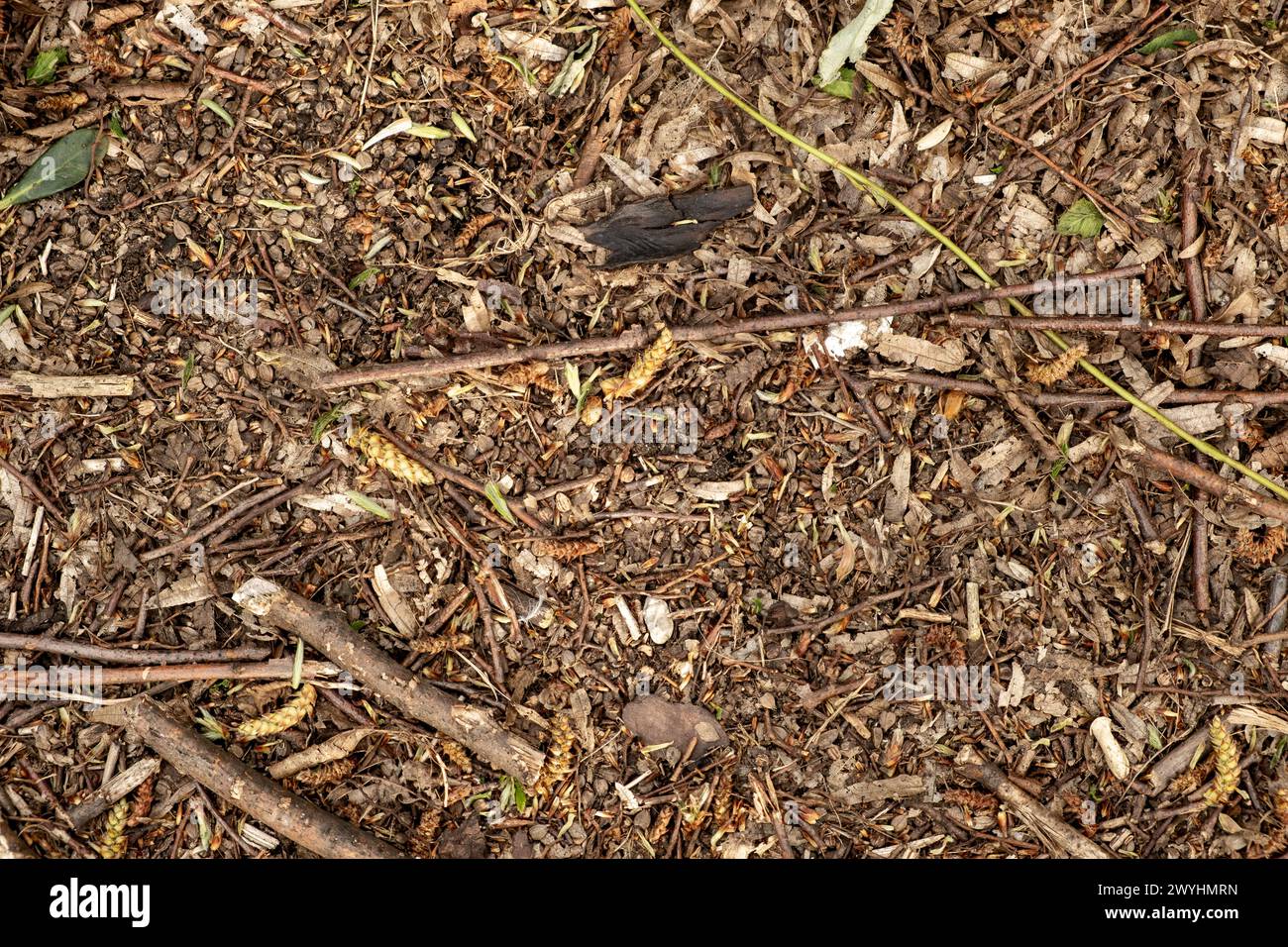 Forest floor texture hi-res stock photography and images - Alamy