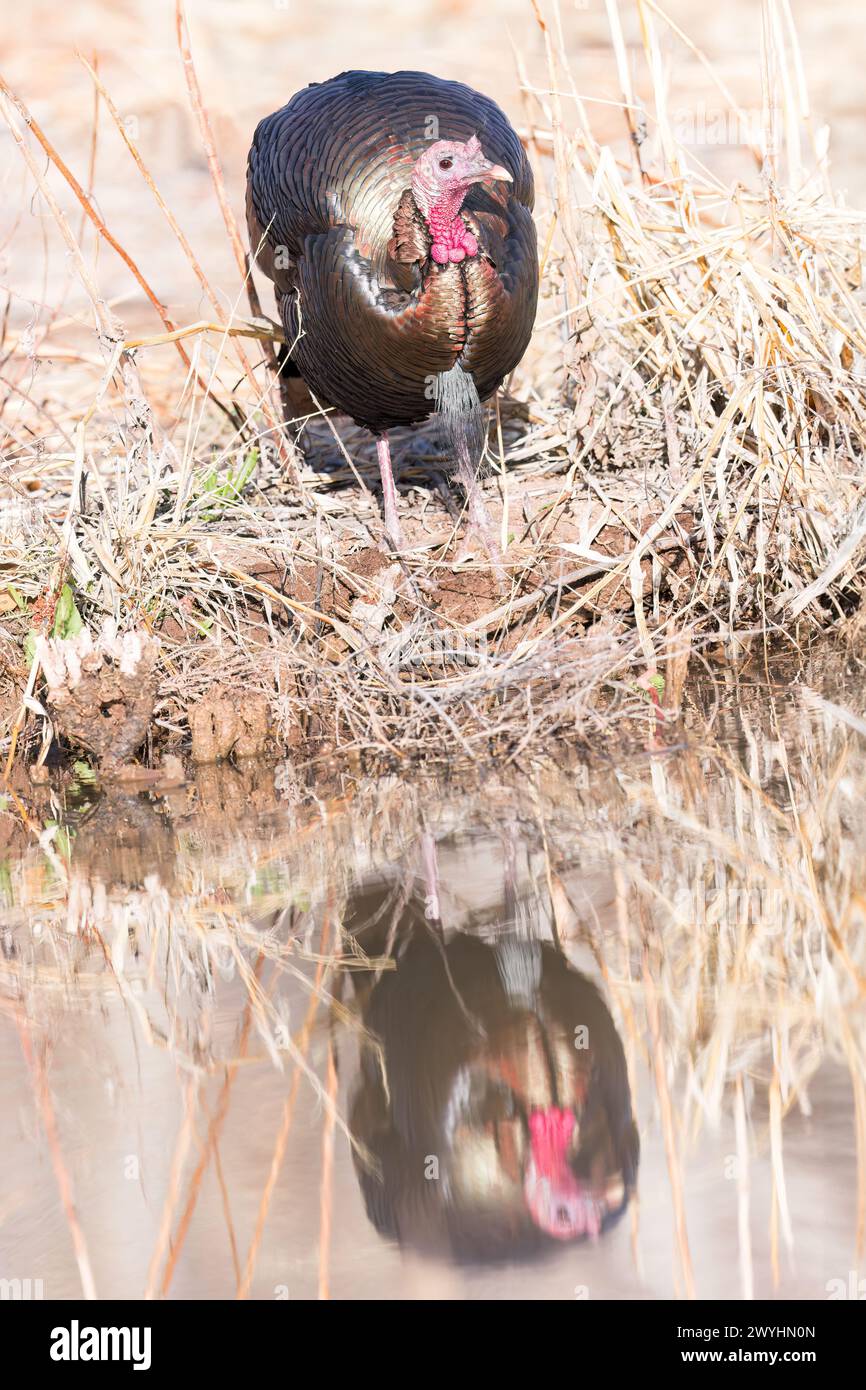 A Rio Grande Wild Turkey is reflected in the water at Bosque del Apache National Wildlife Refuge, Socorro, New Mexico Stock Photo