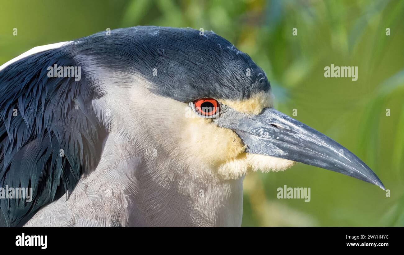Adult, Black-crowned Night-Heron Headshot. Ed R. Levin County Park, Santa Clara County, California, USA. Stock Photo