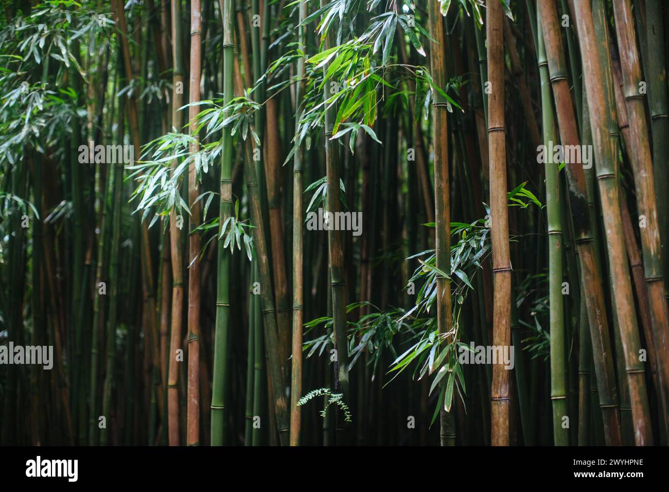 Bamboo forest and foliage on the road to Hana on the tropical island of Maui Hawaii Stock Photo