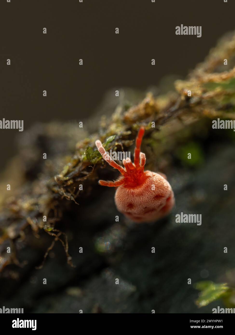 Close-up of a brightly colored red velvet mite, Trombidiidae species, crawling on some rotten wood in the Boundary Bay salt marsh Stock Photo