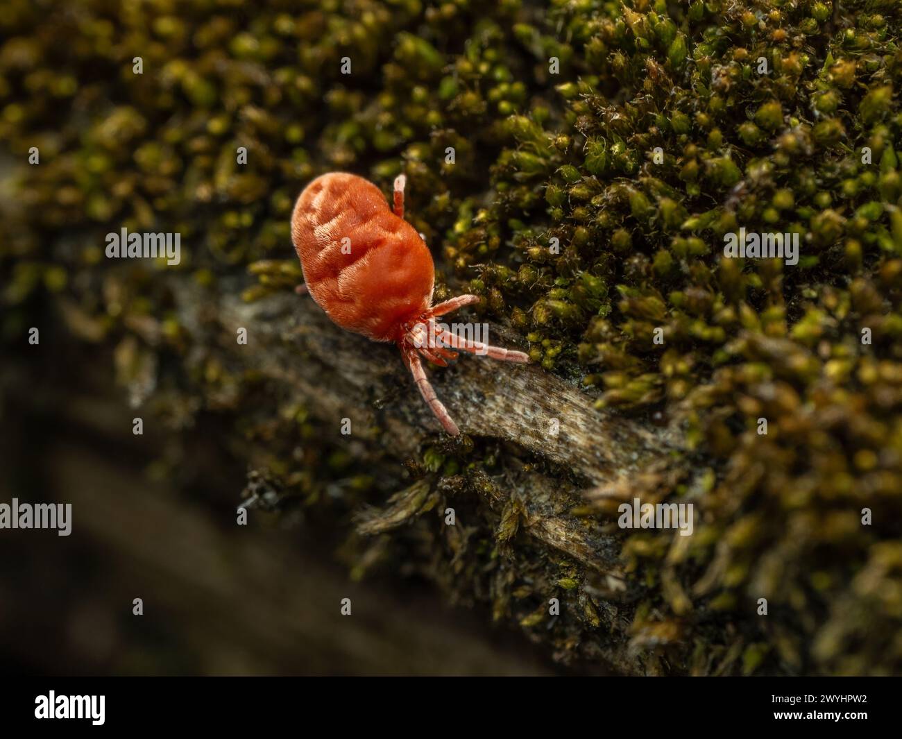 A tiny red velvet mite, Trombidiidae species, crawling on a moss covered log in the Boundary Bay salt marsh Stock Photo