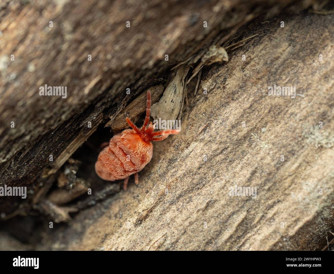 Pretty red velvet mite, Trombidiidae species, crawling on a rotten log Stock Photo