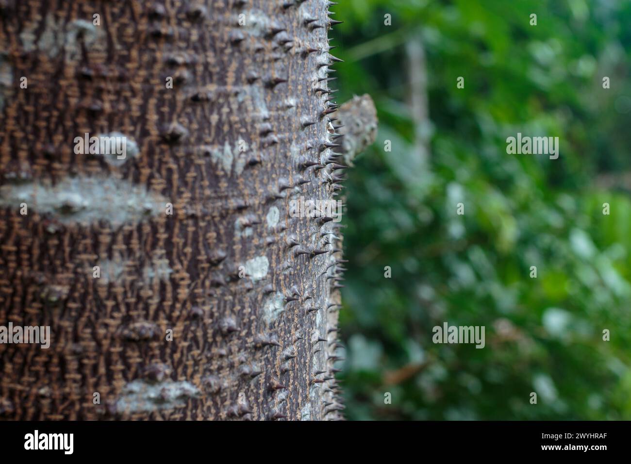 Sharp spikes protrude from the trunk of the Sandbox Tree, Hura Crepitans.  This poisonous tree is found in the Amazon region in Peru Stock Photo