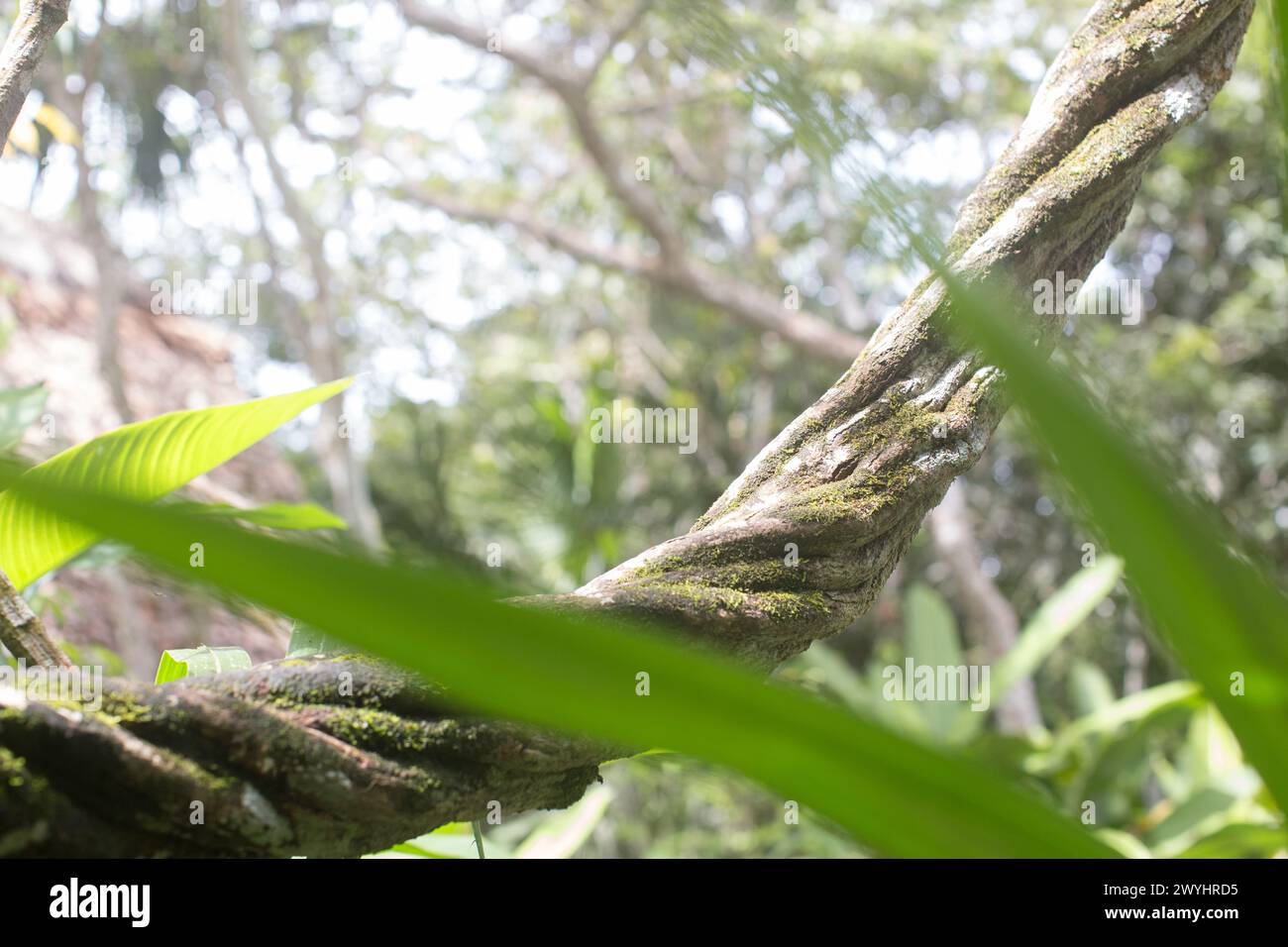 An ancient Ayahuasca vine growing in the Butterfly Sanctuary near ...