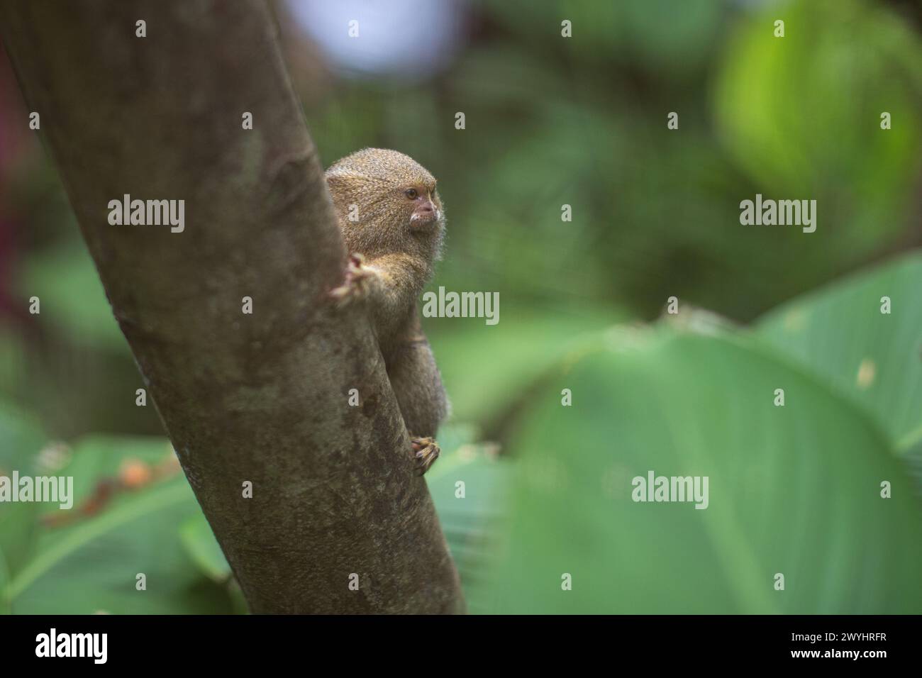 A pygmy marmoset looks around inside the Butterfly Sanctuary outside of Iquitos Peru in the Amazon rainforest, for wildlife rescue and rehabilitatiion Stock Photo