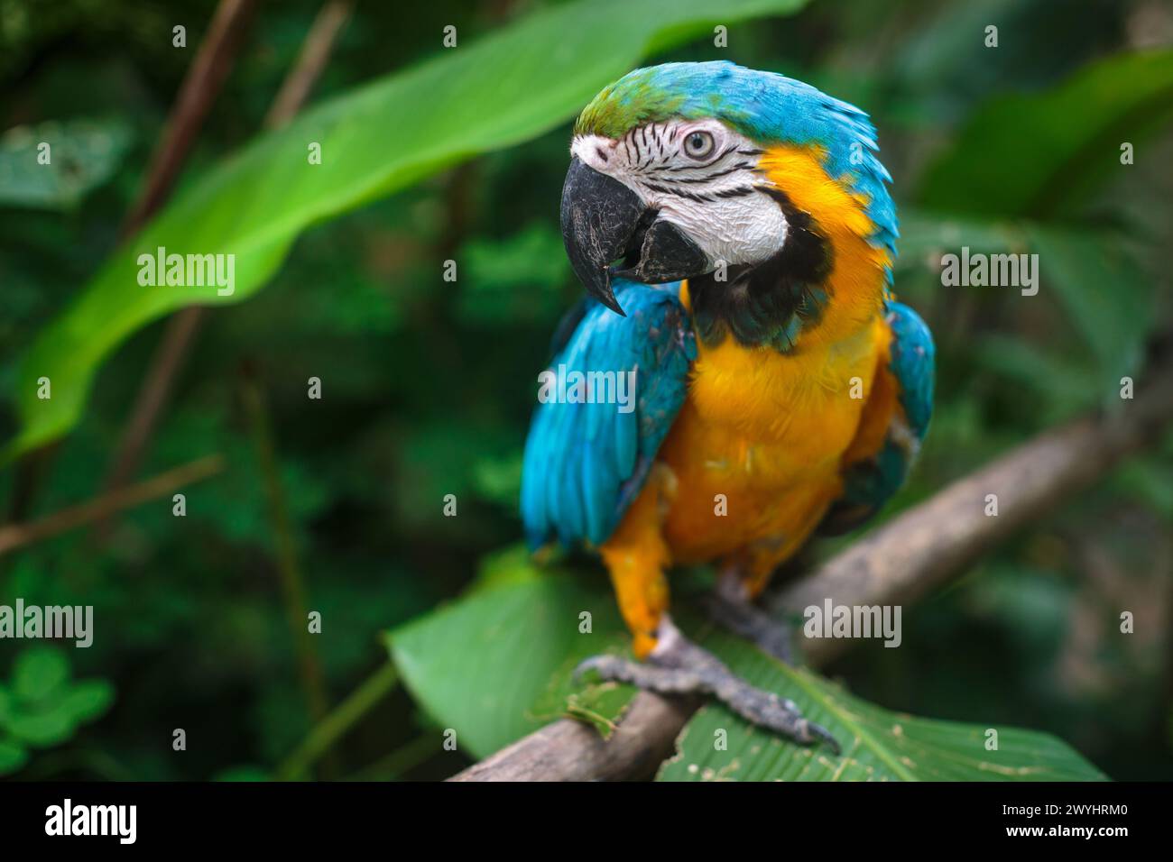 Image showcasing Macaw Rescue Center _ How the Stunning Scarlet Macaw Came Back From the ...