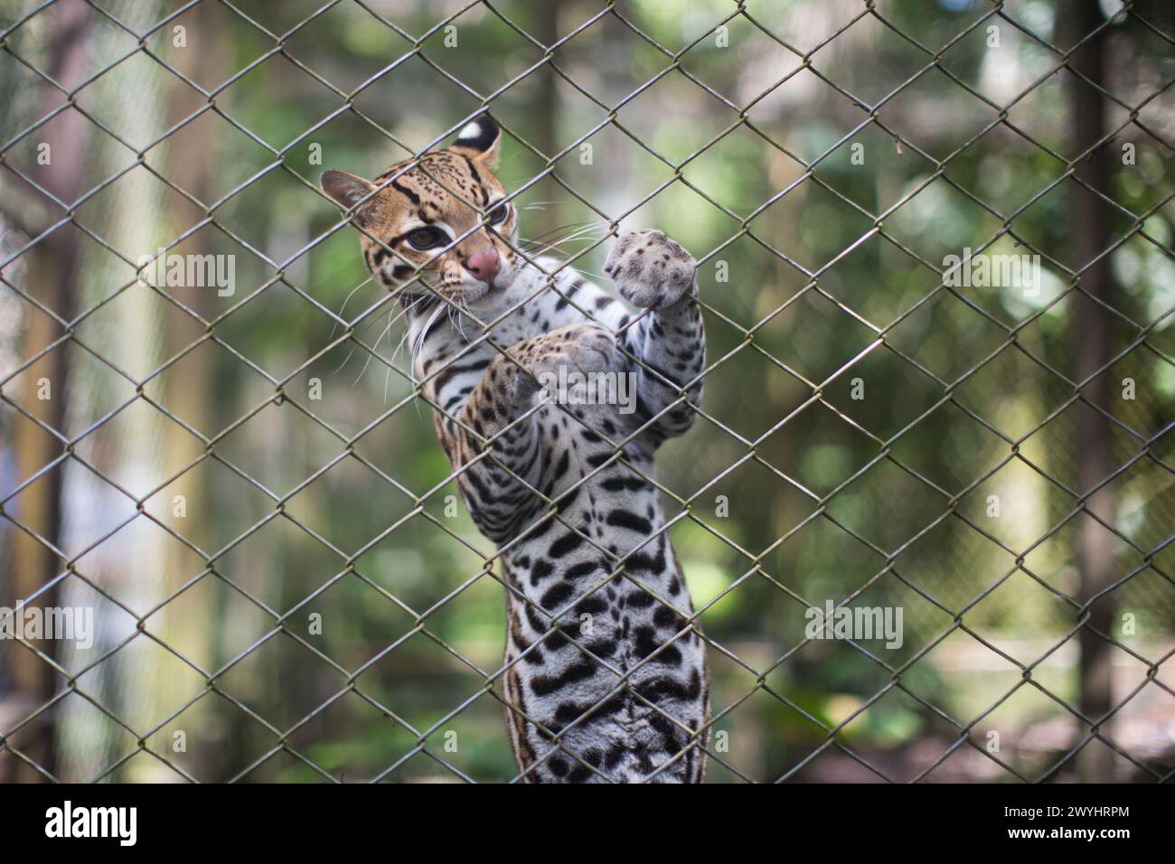 A tour of Pilpintuwasi Wildlife rescue center, butterfly farm, and sanctuary near Iquitos Peru in the Loreto region on the Amazon River Stock Photo
