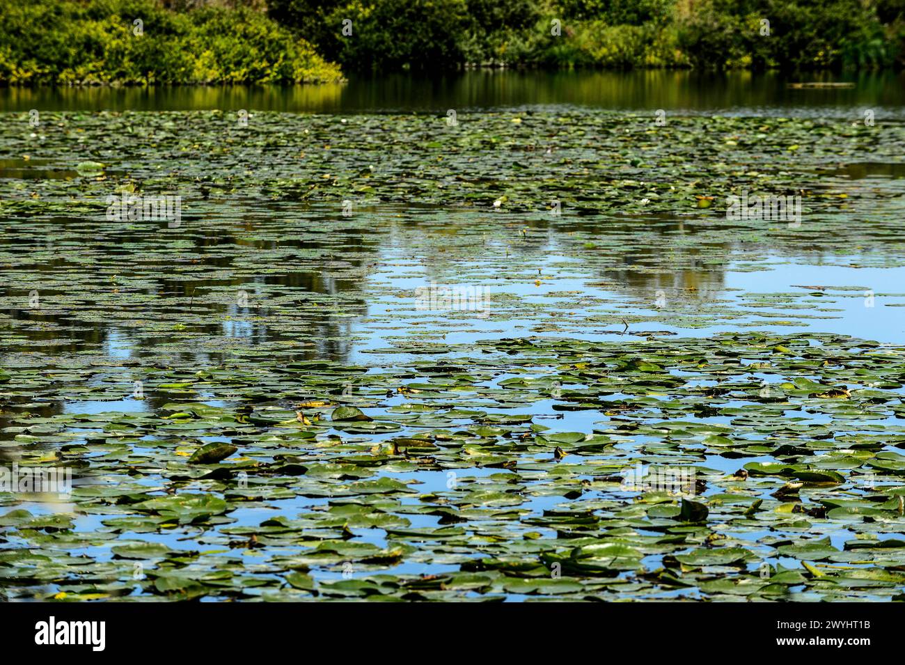 Marais d'Arleux  Marshes around Arleux Stock Photo