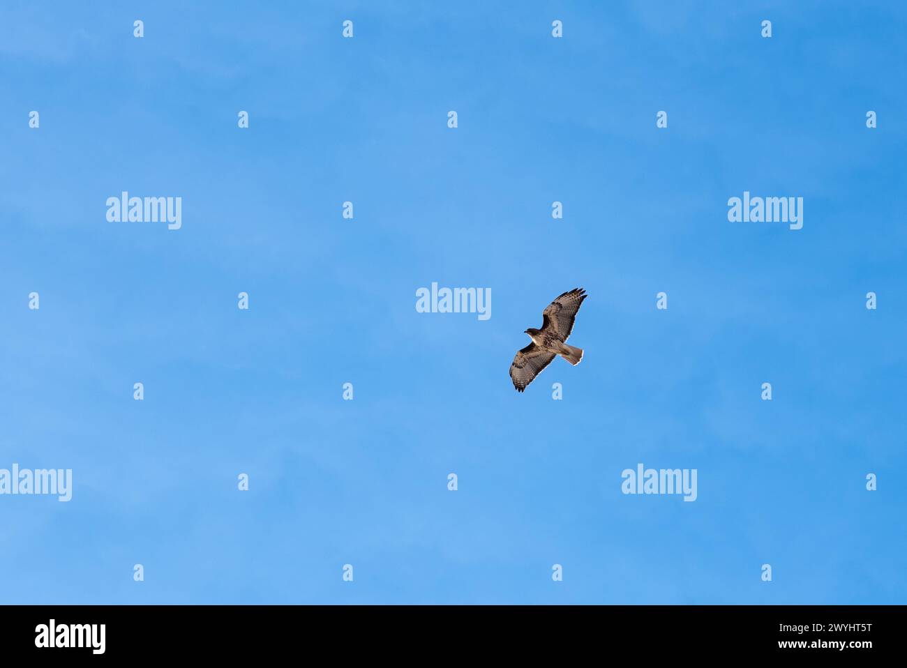 Redtail hawk, Buteo jamaicensis, flying over Wallowa Lake, Oregon. Stock Photo
