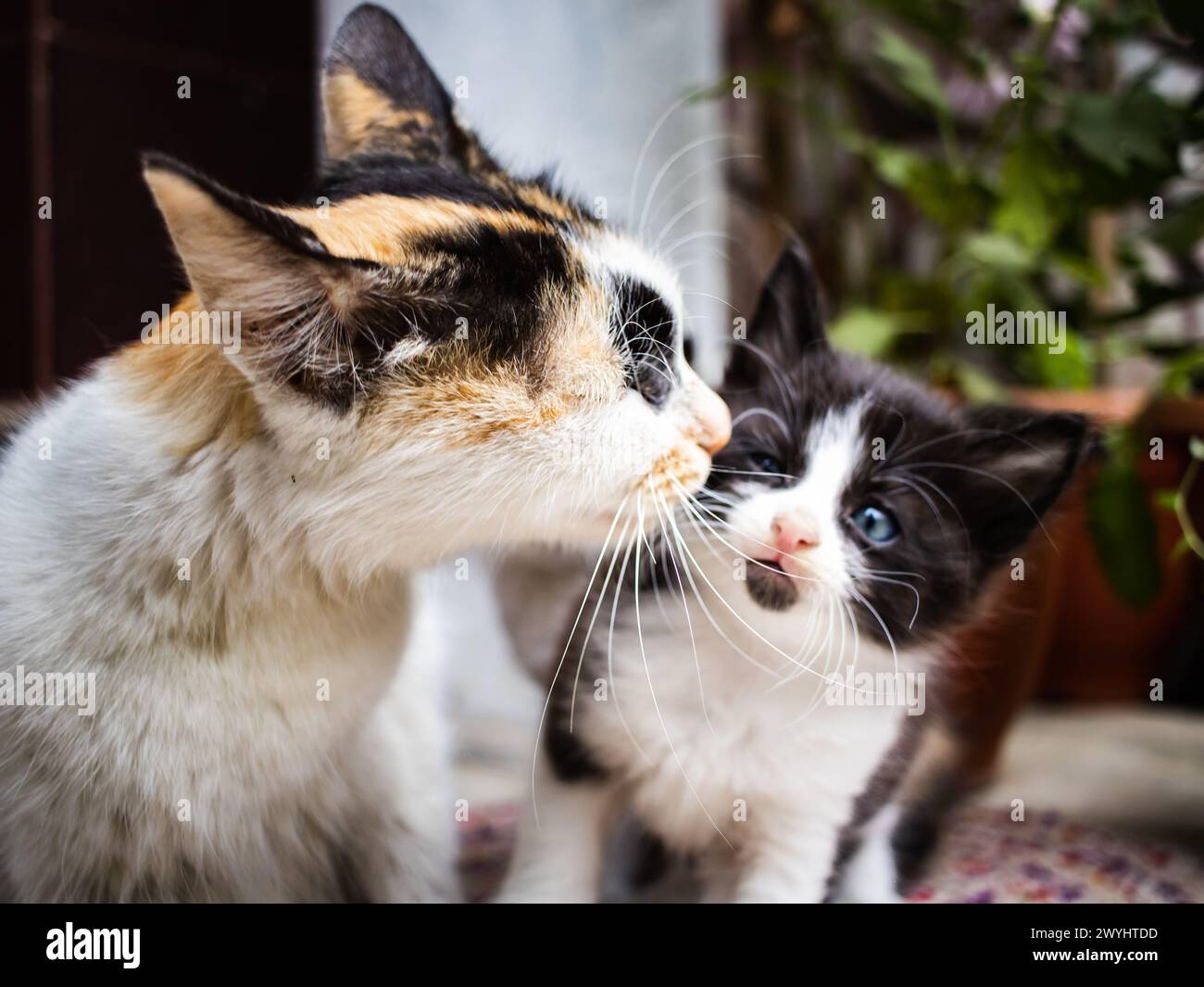 mother cat caressing its infant baby kitten. the motherly love and affection between two felines is symbolized. Stock Photo