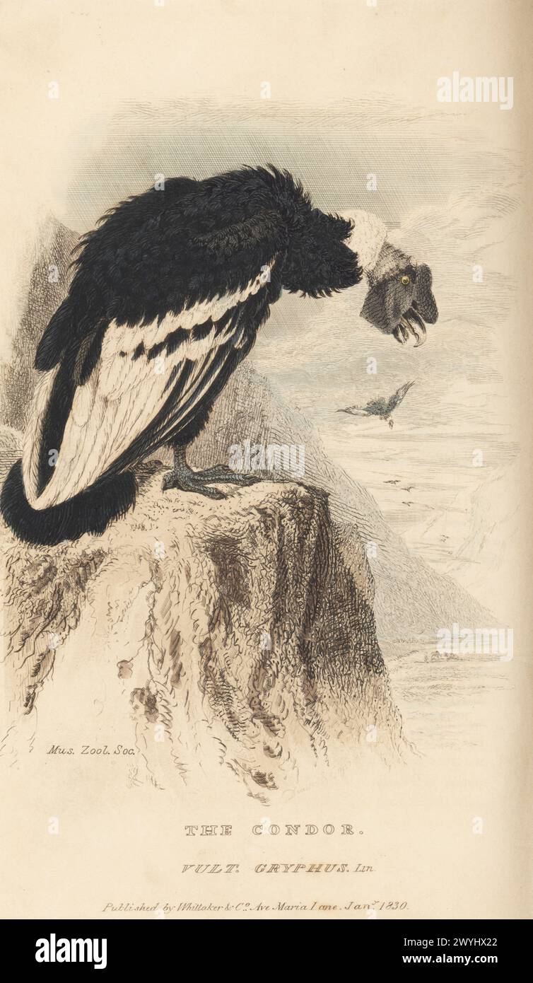 Andean condor, Vultur gryphus, perched on a cliff top overlooking the sea. Vulnerable. From a specimen in the Museum of the Zoological Society, London. Drawn and engraved by John Christian Zeitter. Handcoloured copperplate engraving from Edward Griffith's The Animal Kingdom by the Baron Cuvier, London, Whittaker, 1827. Stock Photo