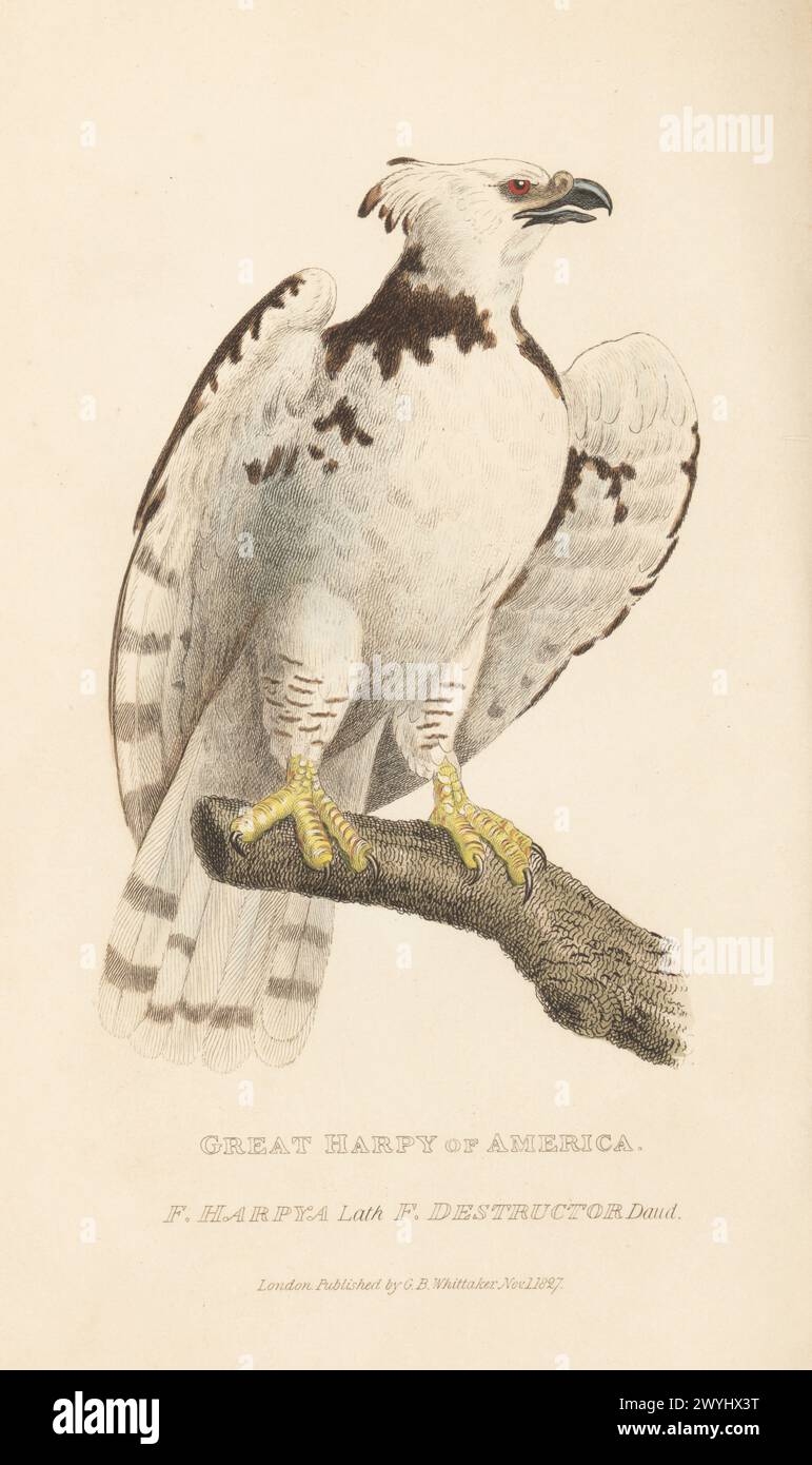 American harpy eagle, Harpia harpyja, vulnerable. From a specimen in Edinburgh Museum. Great harpy of America, Falco harpya, Falco destructor. Handcoloured copperplate engraving from Edward Griffith's The Animal Kingdom by the Baron Cuvier, London, Whittaker, 1827. Stock Photo