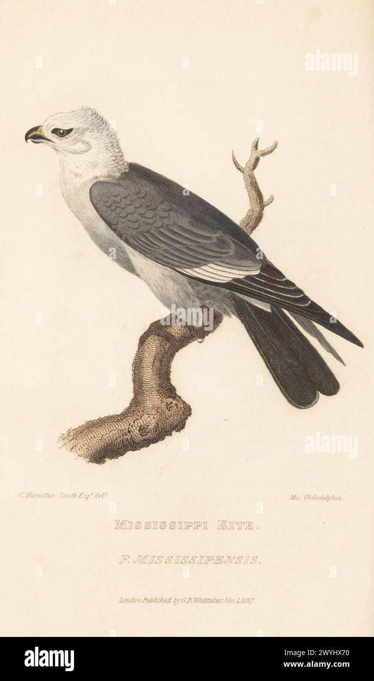Mississippi kite, Ictinia mississippiensis (Falco mississipensis). Drawn by Charles Hamilton Smith from a specimen in the Philadelphia Museum. (Same specimen as figured by Alexander Wilson as the Carolina kite). Handcoloured copperplate engraving from Edward Griffith's The Animal Kingdom by the Baron Cuvier, London, Whittaker, 1827. Stock Photo