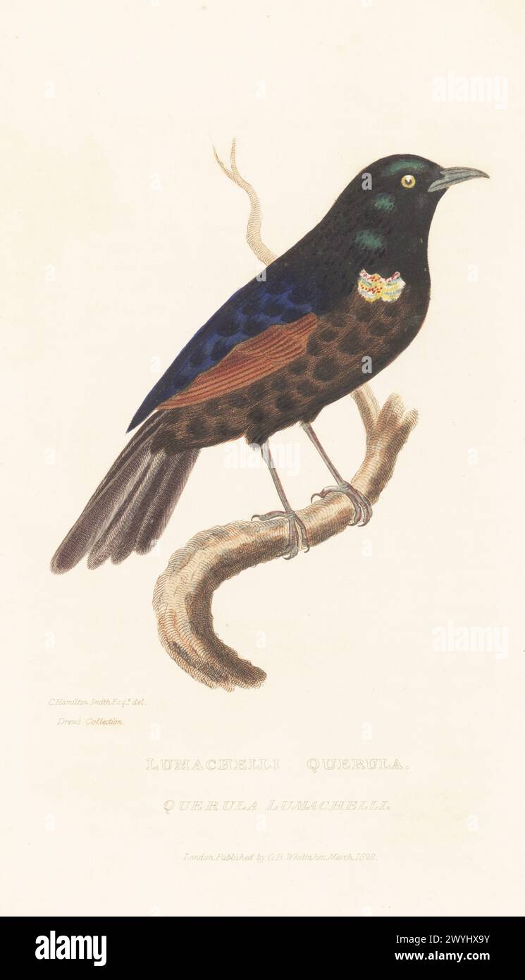Purple-throated fruitcrow, Querula purpurata? Native of Central and South America. (Lumachelli querula, Querula lumachelli, named for lumachelli, or fire marble.) Drawn from a specimen in taxidermist Drew's Collection in Plymouth. Handcoloured copperplate engraving after an illustration by Charles Hamilton Smith from Edward Griffith's The Animal Kingdom by the Baron Cuvier, London, Whittaker, 1827. Stock Photo