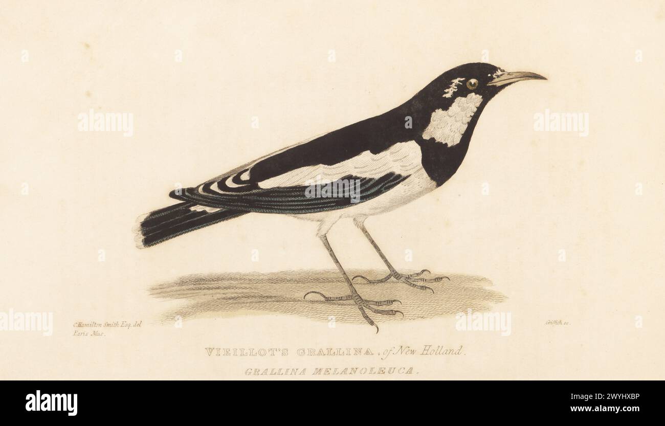 Magpie-lark or wee magpie, Grallina cyanoleuca. Vieillot's grallina of New Holland (Australia), Graillina melanoleuca. From a specimen in the Paris Museum. Handcoloured copperplate engraving by Griffith, Harriet or Edward, after an illustration by Charles Hamilton Smith from Edward Griffith's The Animal Kingdom by the Baron Cuvier, London, Whittaker, 1827. Stock Photo