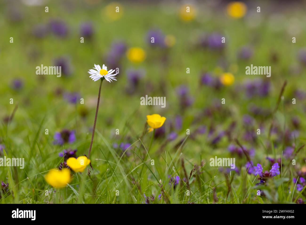 Wildflower for the garden hi-res stock photography and images - Alamy