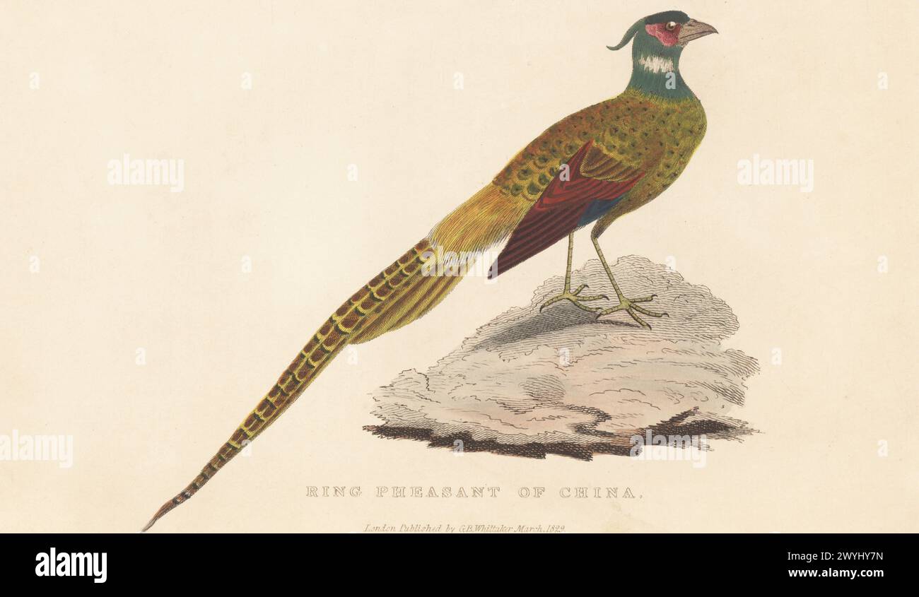 Chinese ring-necked pheasant, Phasianus colchicus ssp. torquatus. Ring pheasant of China. Handcoloured copperplate engraving from Edward Griffith's The Animal Kingdom by the Baron Cuvier, London, Whittaker, 1829. Stock Photo