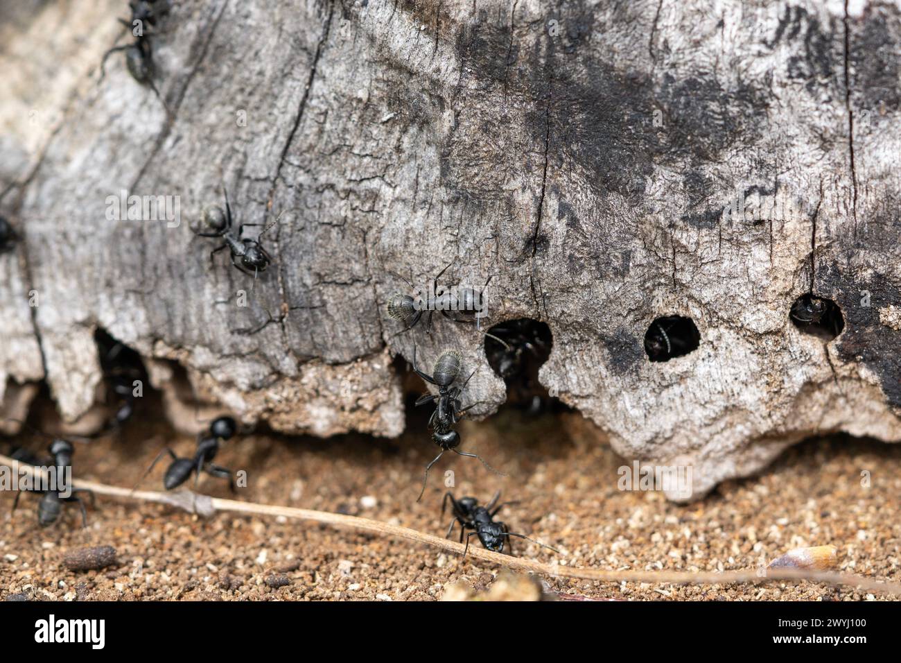 Big ants (Camponotus vagus, carpenter ants) sitting in nest in dead wood Stock Photo