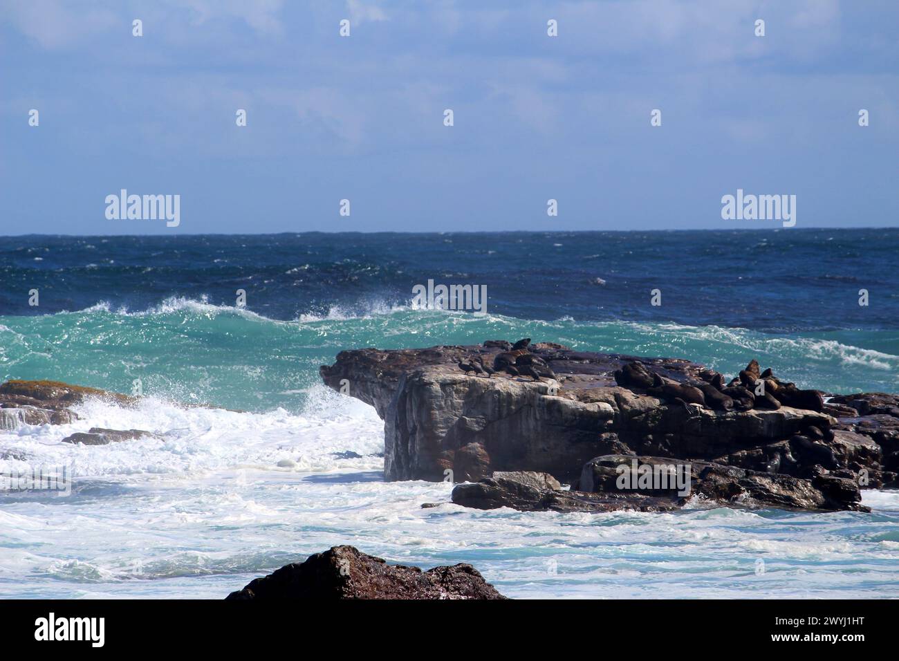 Turbulent ocean water with Seals sitting on a rock : (pix Sanjiv Shukla) Stock Photo