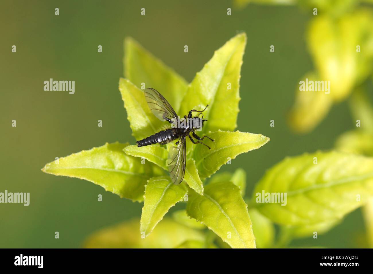 Close up male March fly, Bibio lanigerus on the leaves of a Fuchsia. Family March flies, Bibionidae. Spring, April, Netherlands. Stock Photo