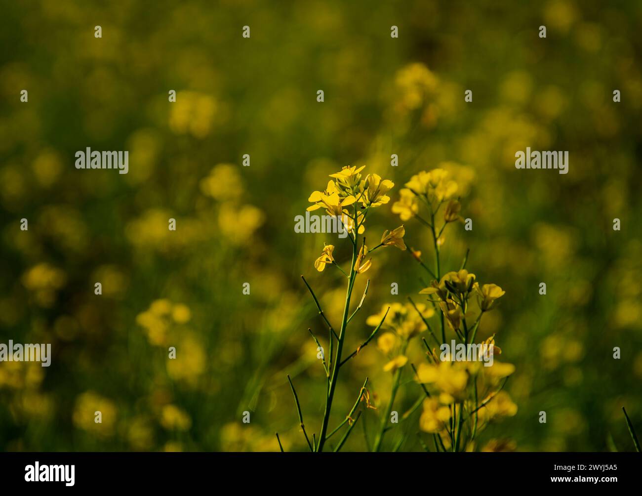 Mustard flower.Flowers are reproductive structures of plants that are responsible for producing seeds. They are typically brightly colored and fragran Stock Photo