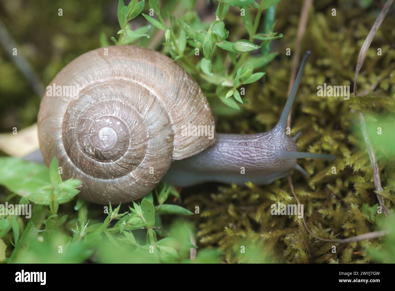 Zonites algirus snail Stock Photo