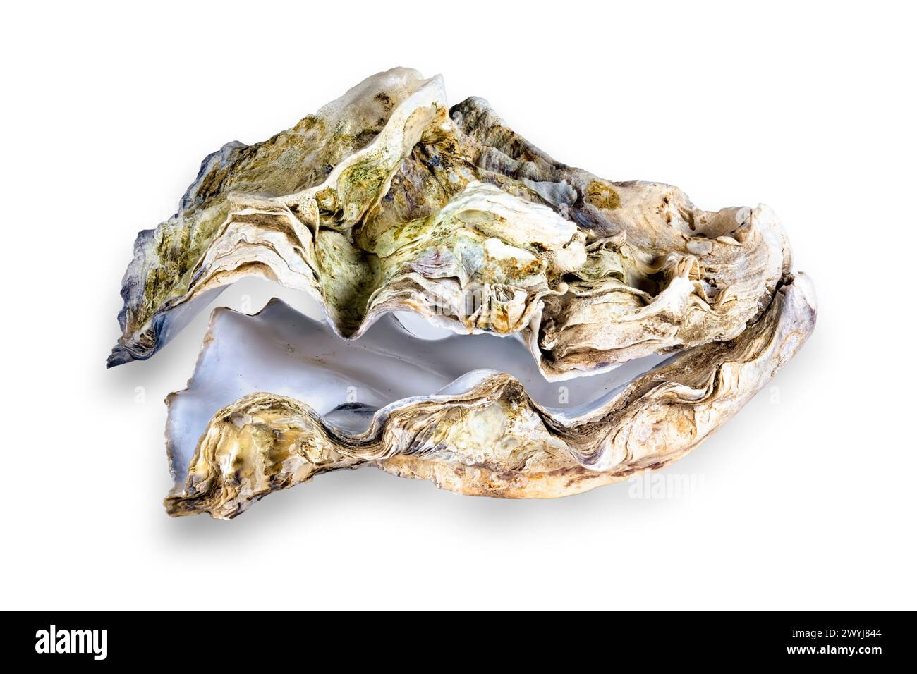 Indoor shot of an isolated oyster / shell on a square white background ...