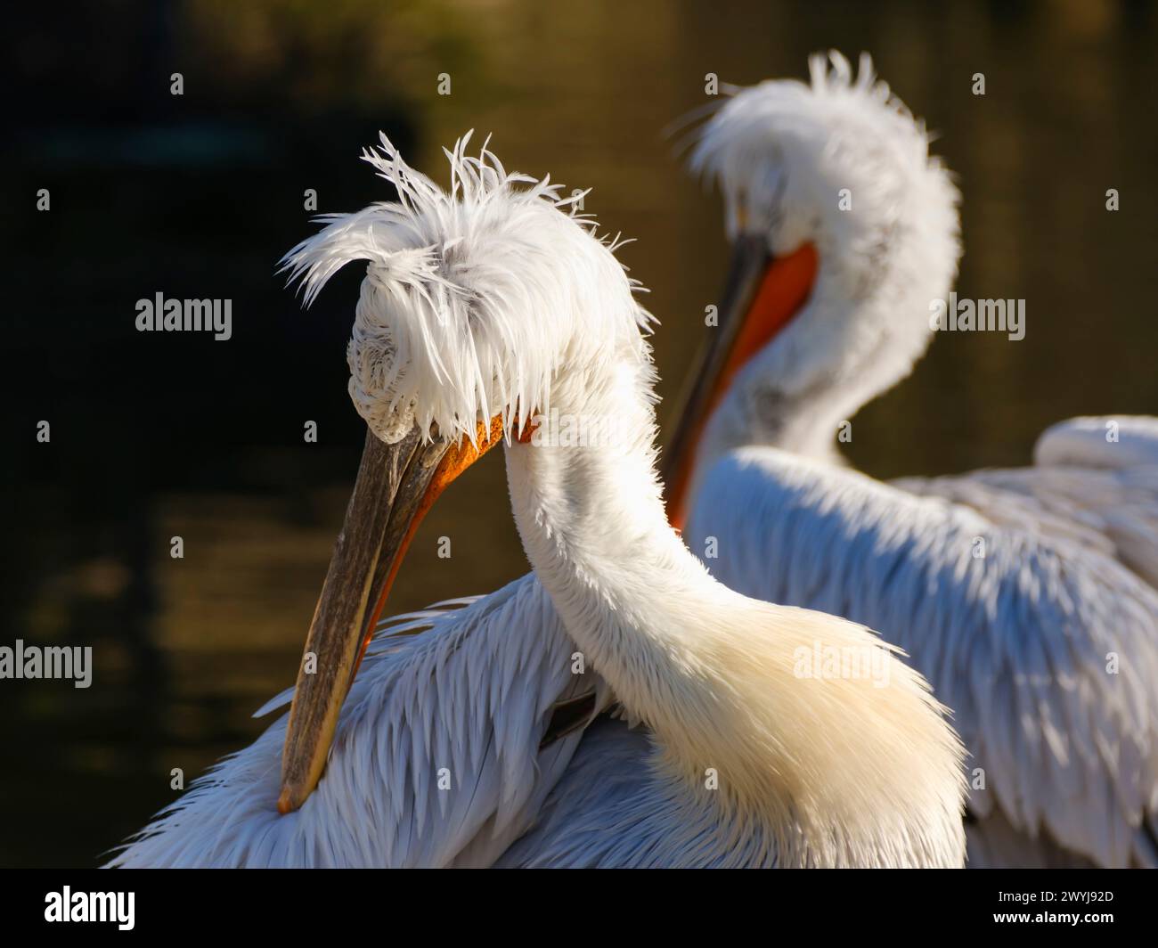 Head of Pelecanus crispus Stock Photo