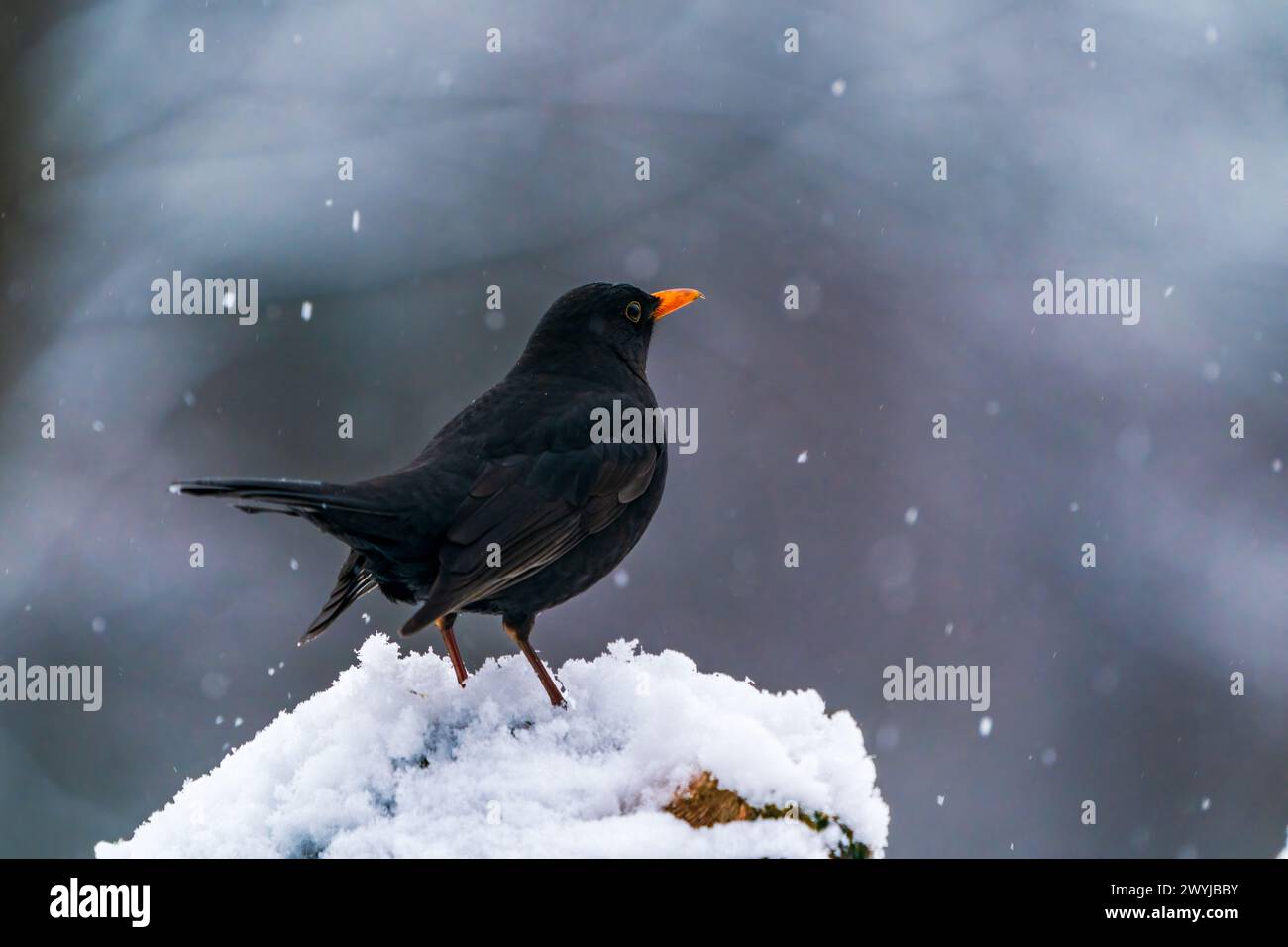 Euroasian Blackbird (Turdus merula) in Bialowieza forest, Poland. Selective focus Stock Photo