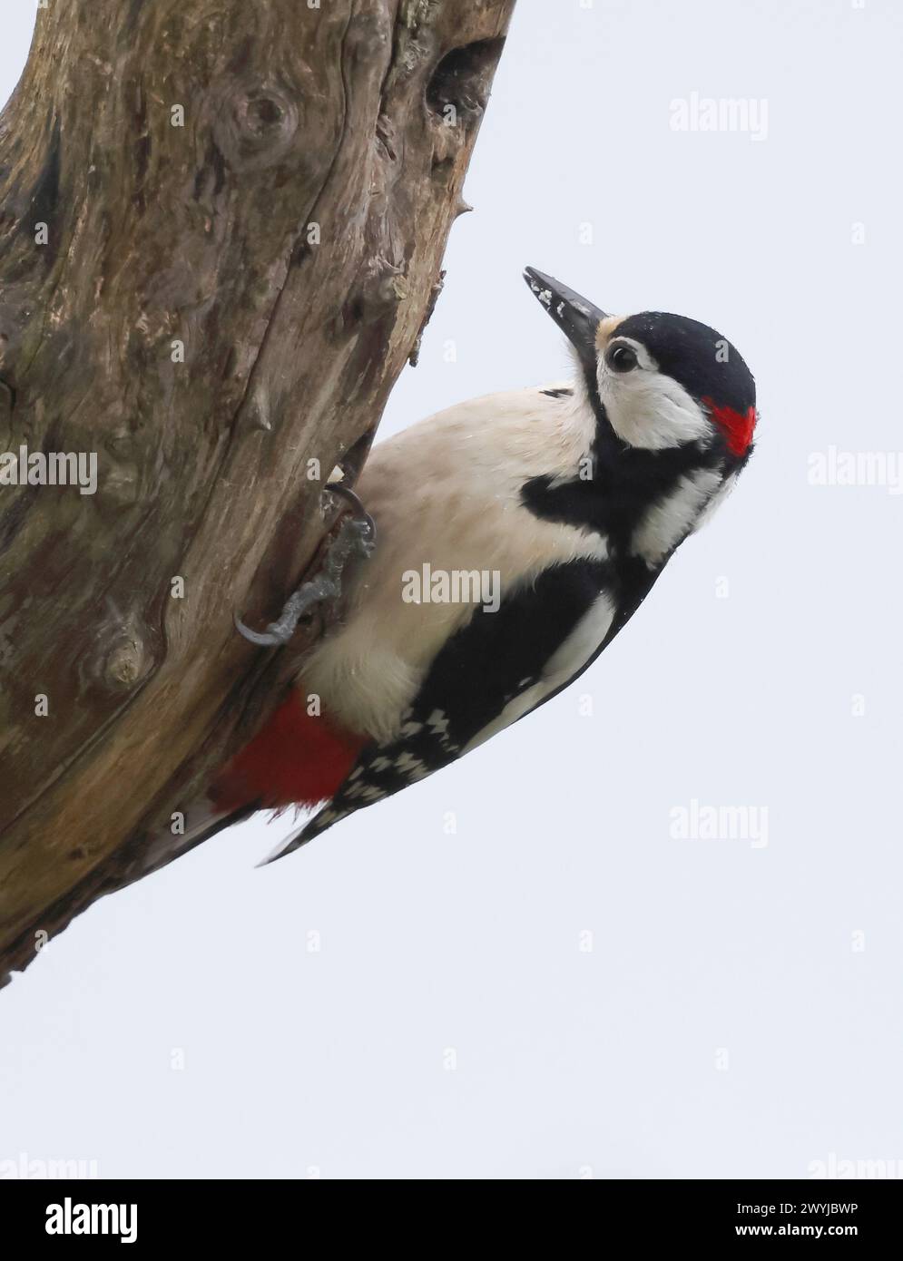 A Great Spotted Woodpecker (Dendrocopos major) on a tree trunk in Gloucestershire UK Stock Photo