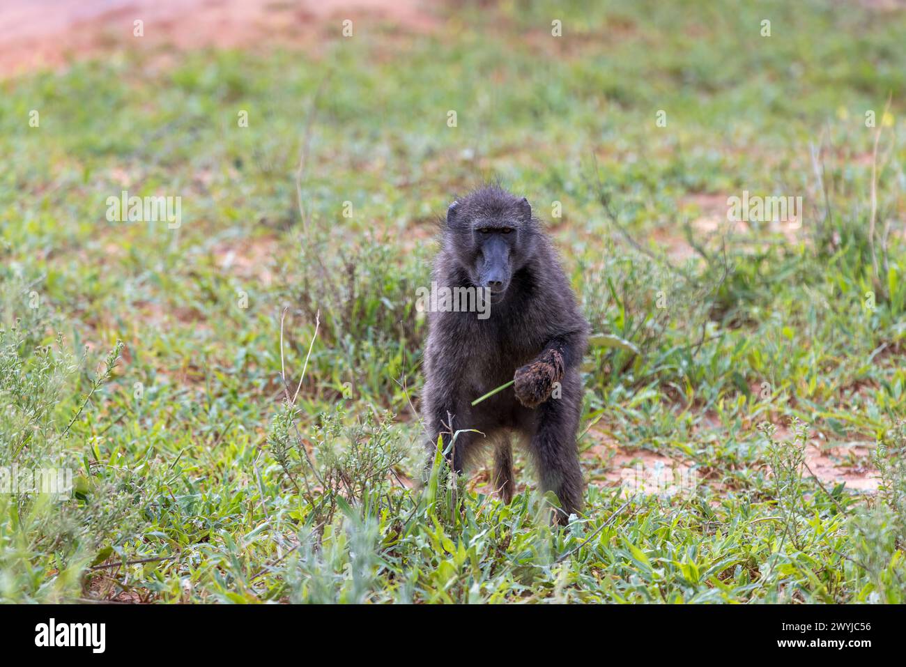 Picture of a single baboon in an open meadow in Namibia during the day Stock Photo