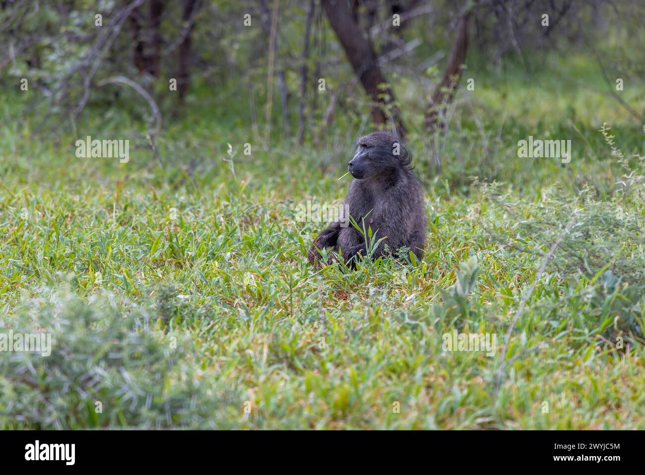 Picture of a single baboon sitting on an open meadow in Namibia during the day Stock Photo