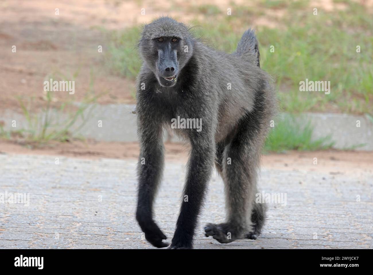 Picture of a single baboon in an open meadow in Namibia during the day Stock Photo