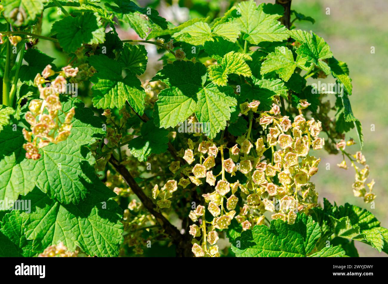 Blooming currant shrubs in orchard. Close-up view on branch with flowers, blurred background. Sunny spring day picture. Stock Photo