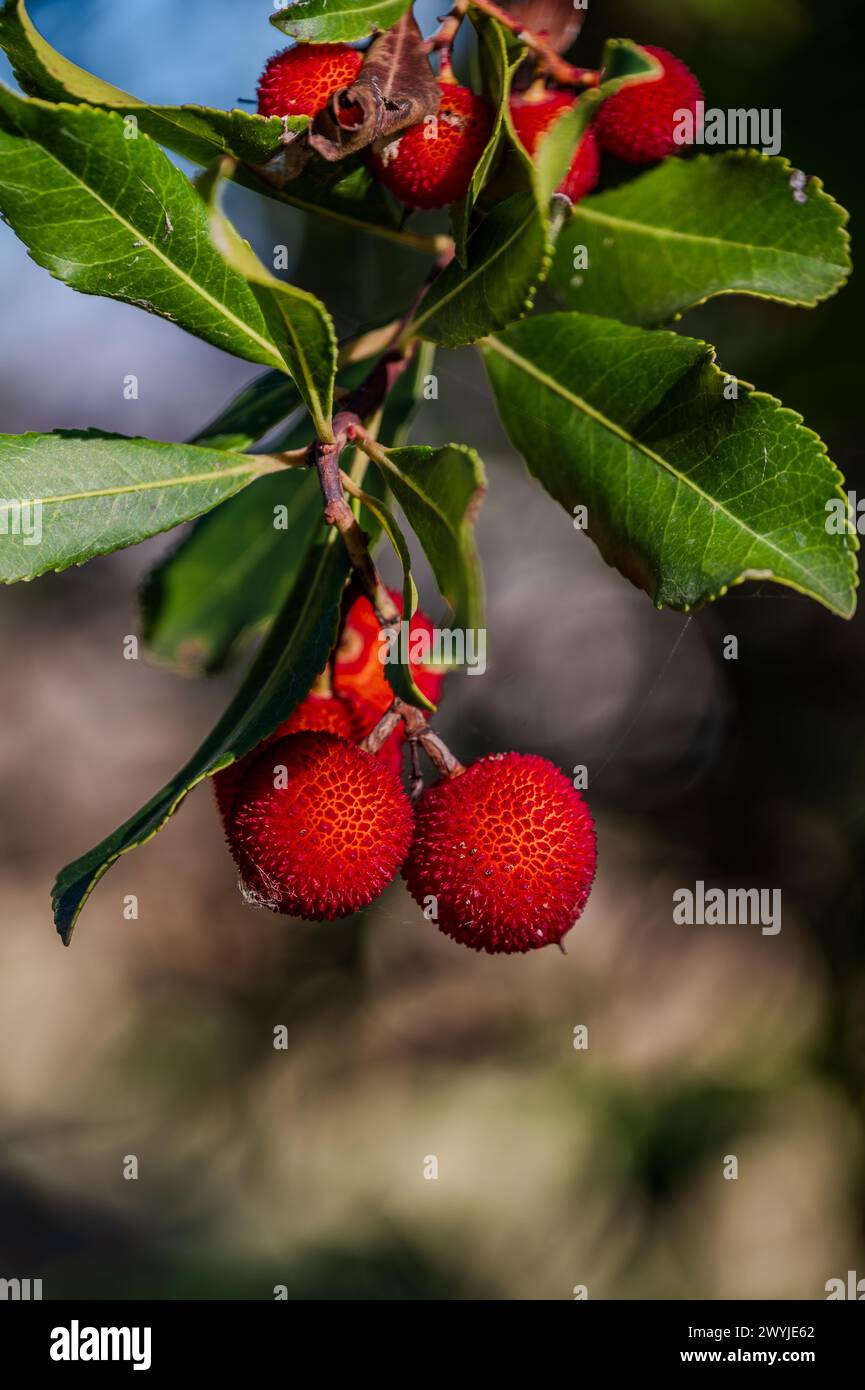 The strawberry tree, which is also called albatross or, poetically, shrub, is an evergreen fruit tree belonging to the Ericaceae family. It is widespr Stock Photo
