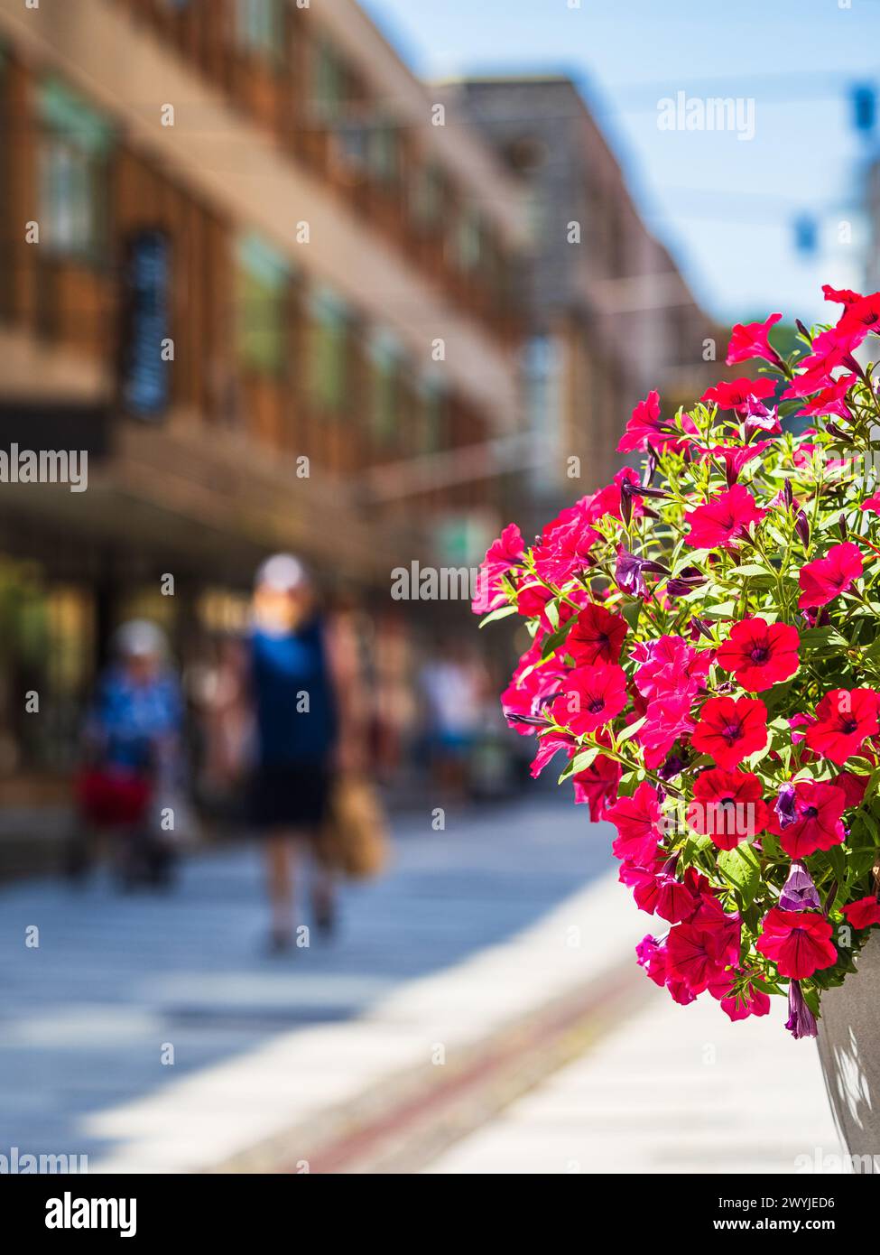 A white planter on a city street filled with vibrant red flowers, adding a pop of color to the urban landscape. The scene captures the beauty of natur Stock Photo