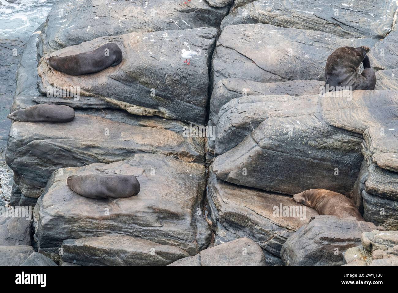 New Zealand fur seal or Australasian fur seal (Arctocephalus forsteri), wild in Australia, colony in coastal rocks. Stock Photo