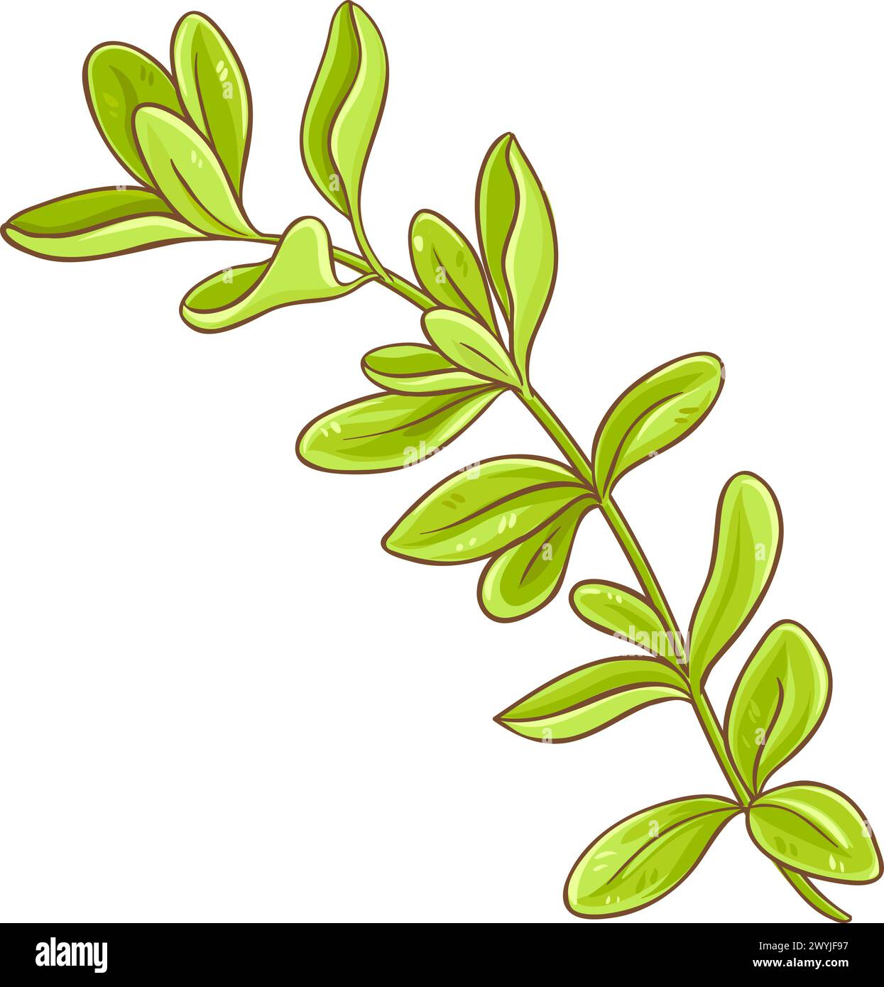 Marjoram Branch Colored Detailed Illustration Stock Vector Image & Art