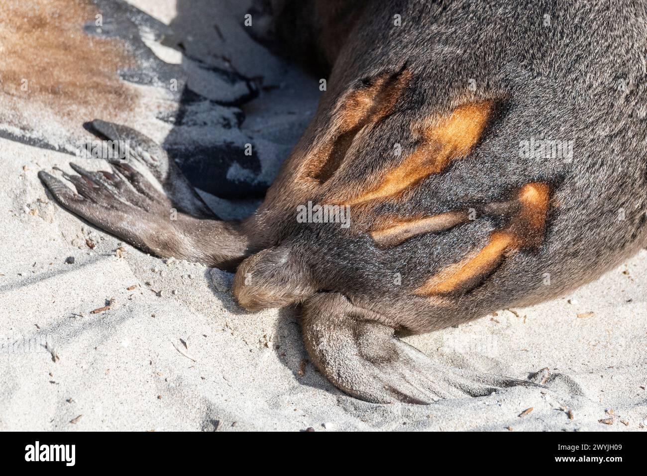 Australian sea lion (Neophoca cinerea), baby's hindquarters with scientific marking in the fur for individual identification. Stock Photo