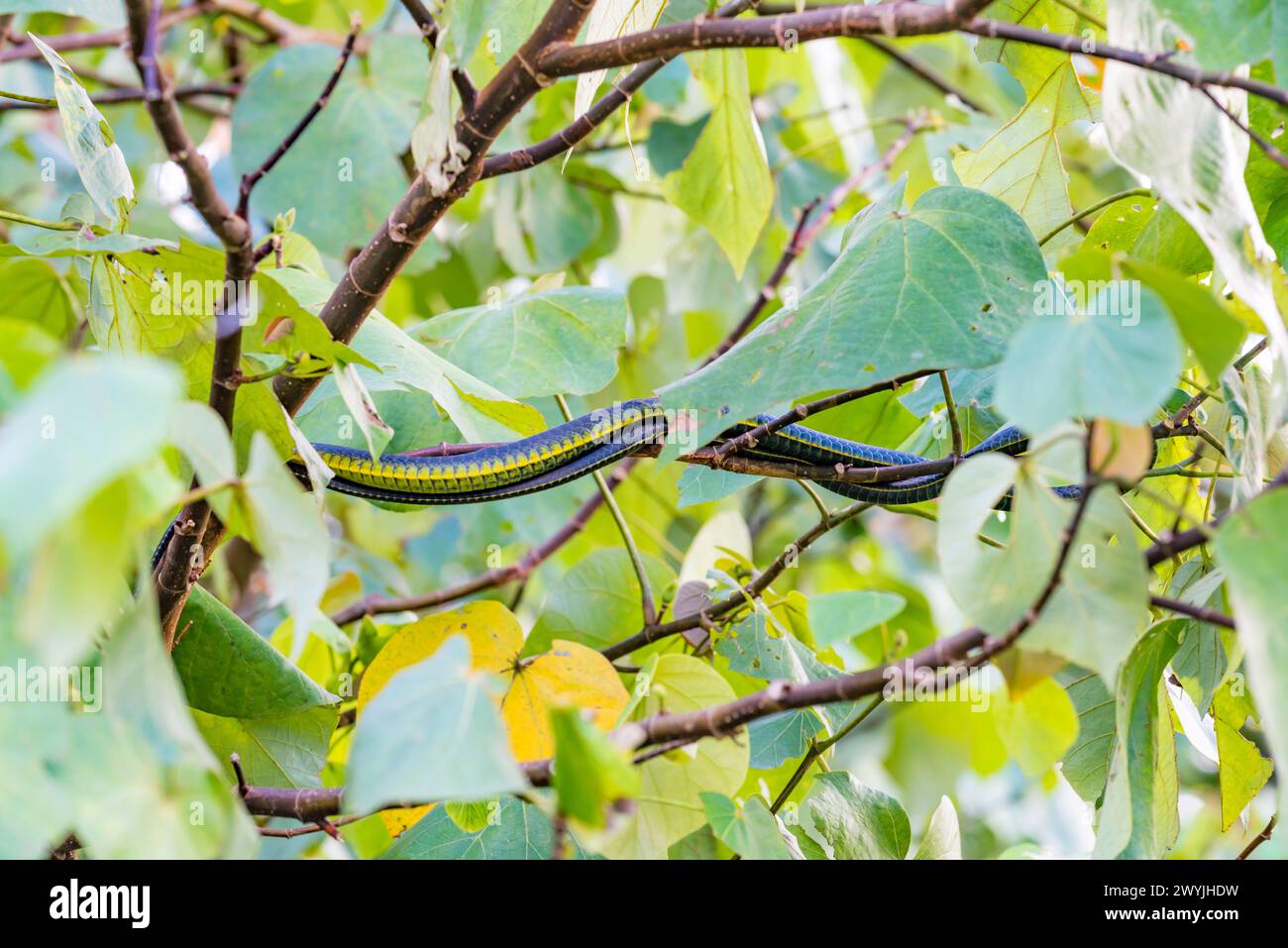 A common or green tree snake (Dendrelaphis punctulata) in a trre in Queensland, Australia looks almost like a tree branch itself Stock Photo