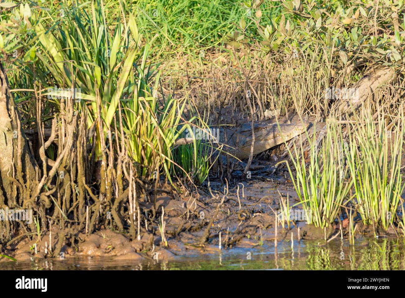 A relatively young estuarine saltwater Australian Crocodile blends into the background and warms itself on the banks of the Daintree River, Queensland Stock Photo