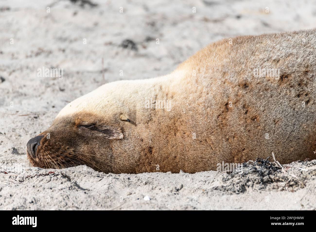 Australian sea lion (Neophoca cinerea), portrait of an imposing adult male, resting on a sandy beach. Stock Photo