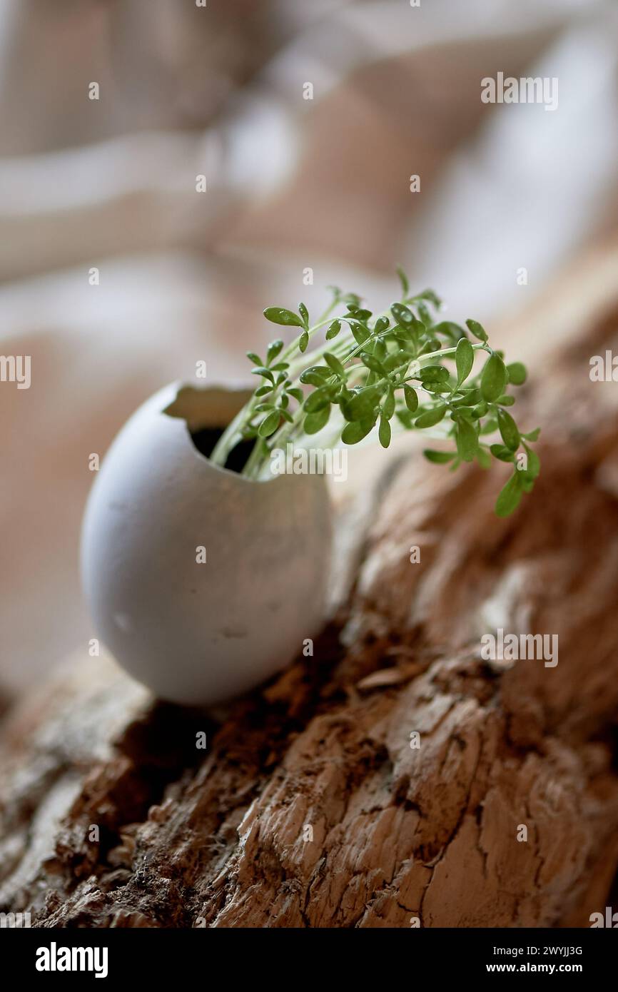Greens sprouted in the shell. A symbol of new life. Microgreens and ecology Stock Photo