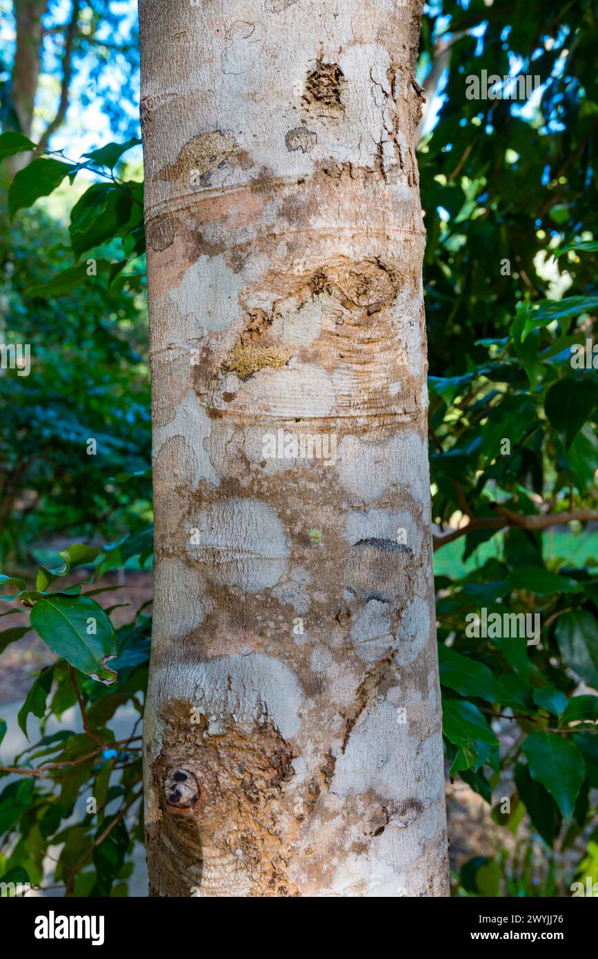 Bailey's Silky Oak, Findlay's Silky Oak, White Oak (Grevillea baileyana). The tree is classed as