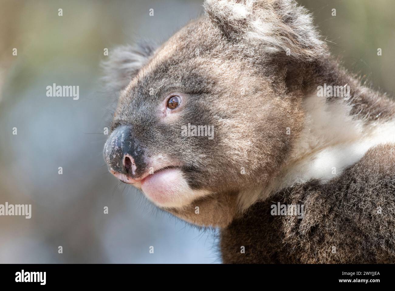 koala-phascolarctos-cinereus-in-a-tree-an-eucalyptus-stock-photo-alamy