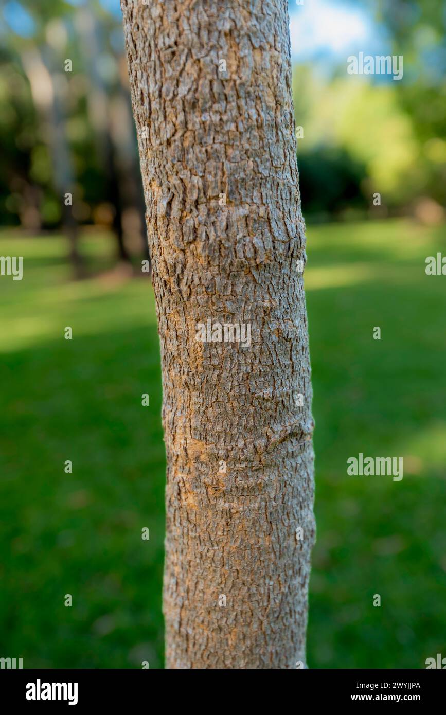 Eucalyptus cloeziana hi-res stock photography and images - Alamy